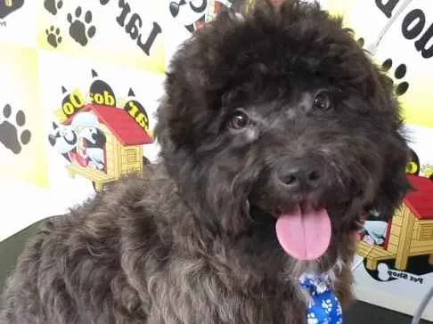 Cachorro ra a Poodle  idade 1 ano nome Boby