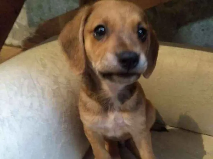 Cachorro ra a Srd idade 2 a 6 meses nome Fred 