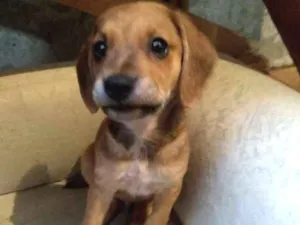 Cachorro raça Srd idade 2 a 6 meses nome Fred 
