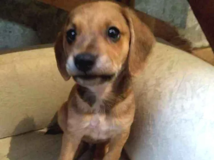 Cachorro ra a Srd idade 2 a 6 meses nome Fred 
