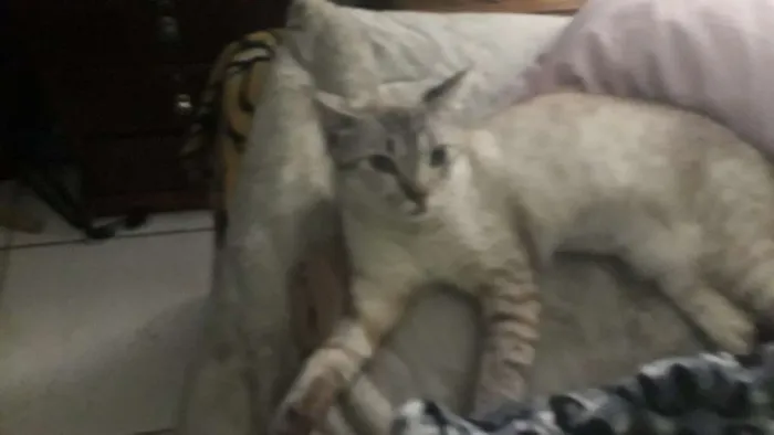 Gato ra a Siamês com viralata idade 1 ano nome Blue