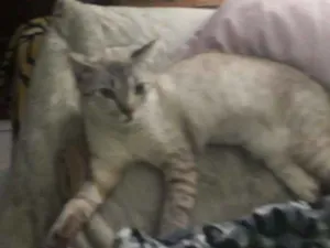 Gato raça Siamês com viralata idade 1 ano nome Blue