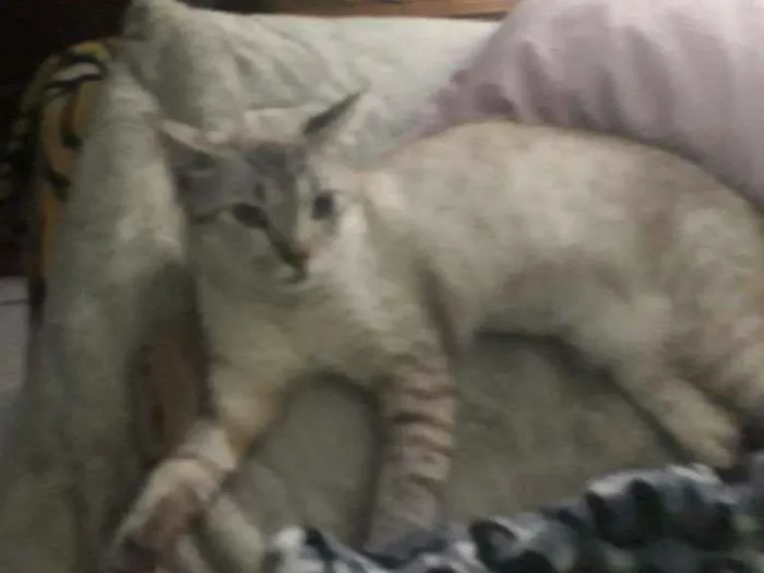 Gato ra a Siamês com viralata idade 1 ano nome Blue