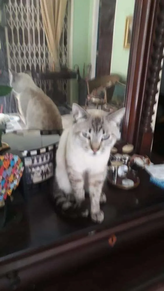 Gato ra a Siamês com viralata idade 1 ano nome Blue