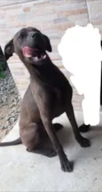Laika