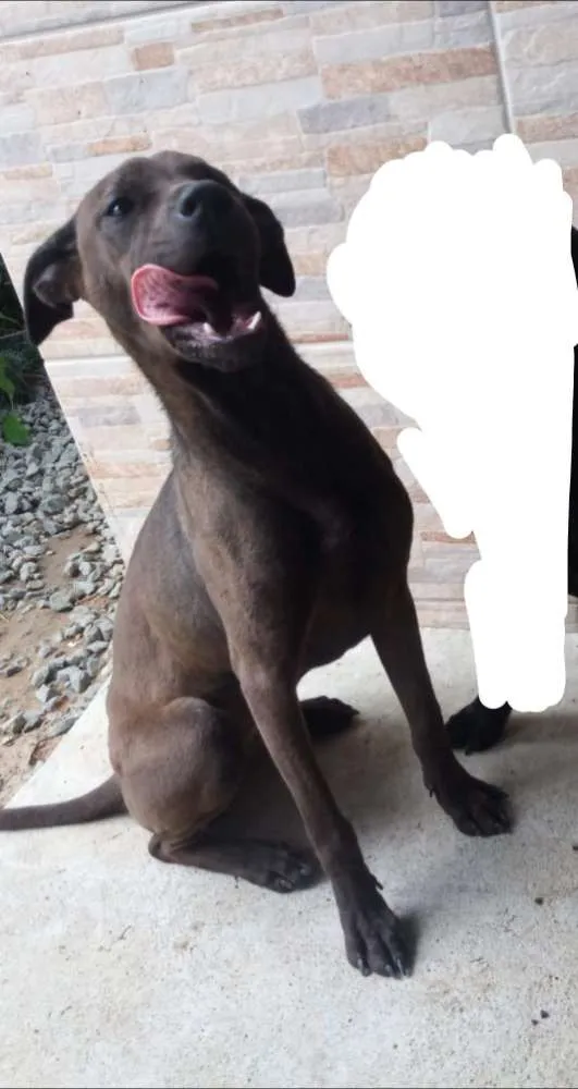 Cachorro raça Não sei idade 7 a 11 meses nome Laika