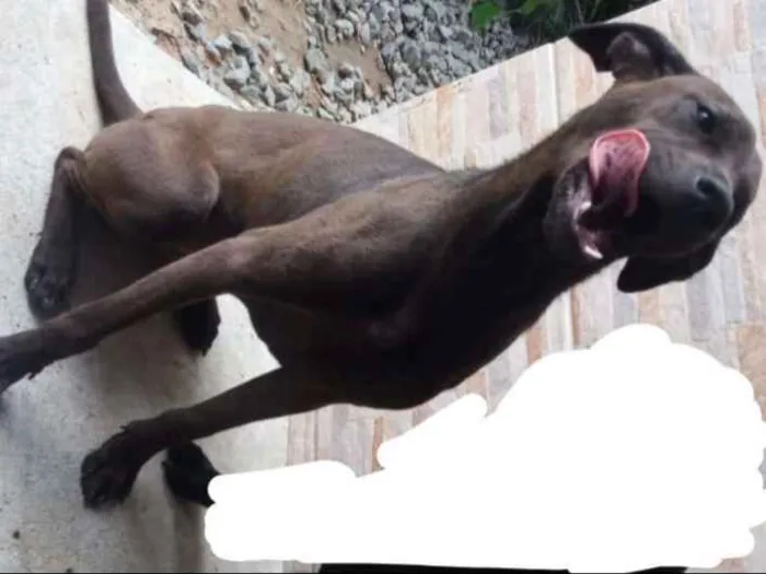 Cachorro raça Não sei idade 7 a 11 meses nome Laika