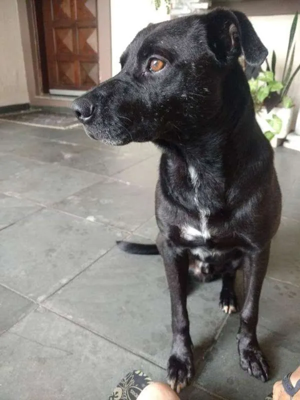 Cachorro raça Viralata idade 4 anos nome Tyson