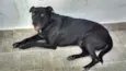 Tyson