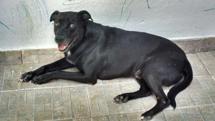 Cachorro raça Viralata idade 4 anos nome Tyson