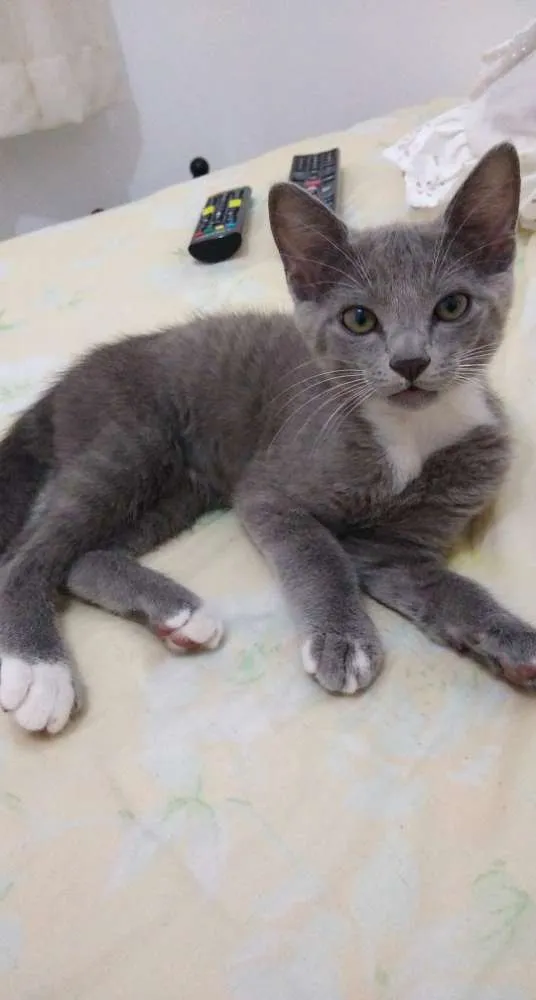 Gato raça  idade 2 a 6 meses nome Ziby
