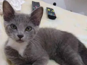 Gato raça  idade 2 a 6 meses nome Ziby