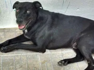 Cachorro raça Viralata idade 4 anos nome Tyson