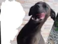 Laika
