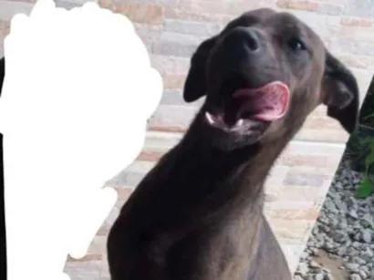 Cachorro raça Não sei idade 7 a 11 meses nome Laika