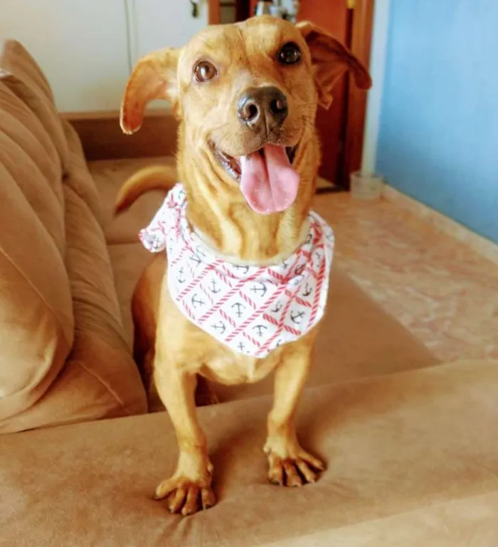 Cachorro raça RSD idade 1 ano nome JOSELITO