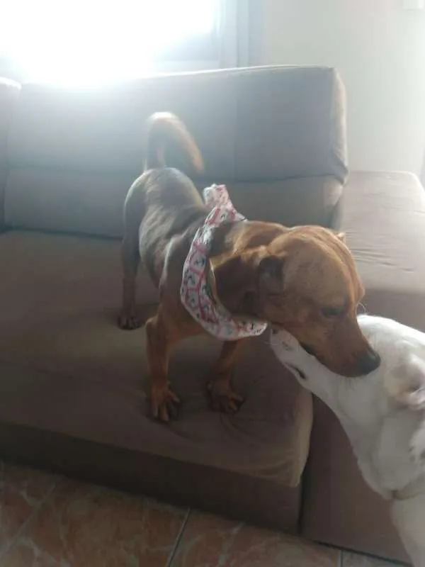 Cachorro raça RSD idade 1 ano nome JOSELITO