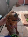 JOSELITO