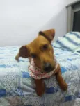 JOSELITO