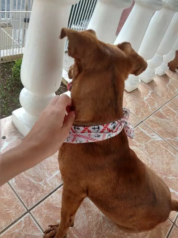 Cachorro raça RSD idade 1 ano nome JOSELITO