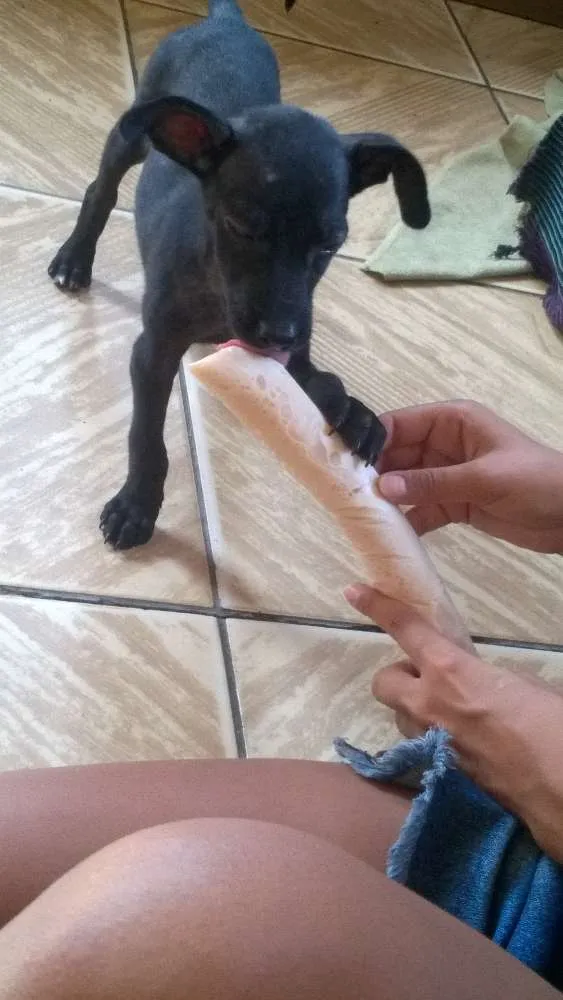 Cachorro ra a viralata idade 2 a 6 meses nome fiona