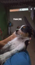Fubá