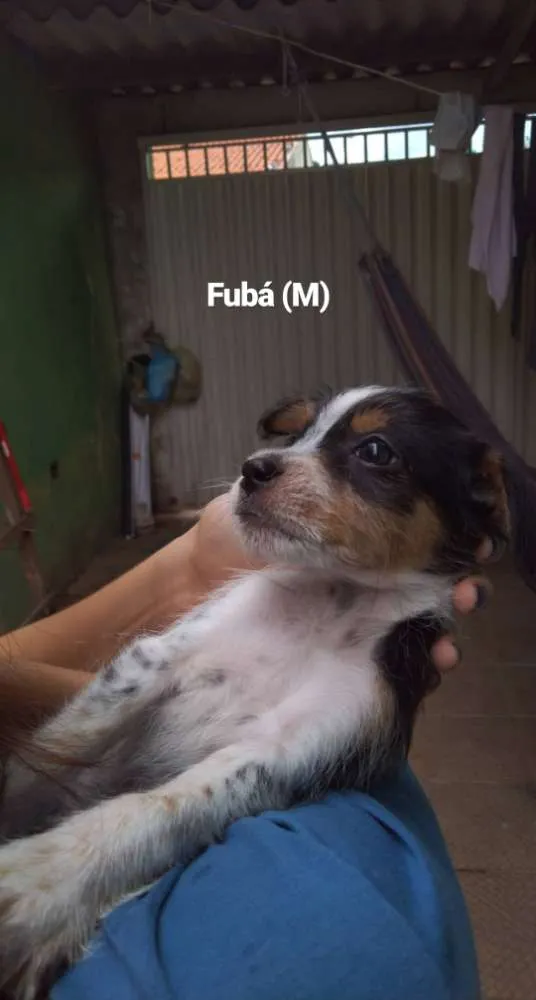 Cachorro ra a SRD idade 2 a 6 meses nome Fubá
