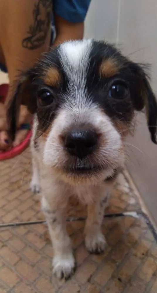 Cachorro ra a SRD idade 2 a 6 meses nome Fubá