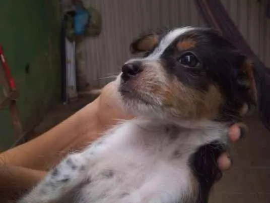 Cachorro ra a SRD idade 2 a 6 meses nome Fubá