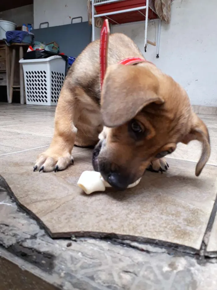Cachorro ra a Viralata  idade 2 a 6 meses nome Gregório 