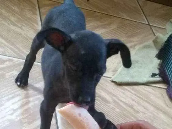 Cachorro ra a viralata idade 2 a 6 meses nome fiona