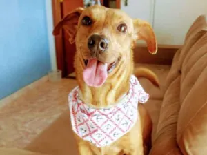 Cachorro raça RSD idade 1 ano nome JOSELITO