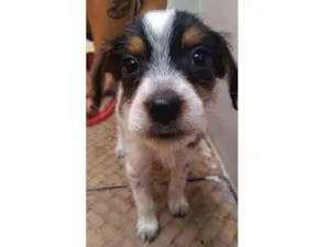 Cachorro raça SRD idade 2 a 6 meses nome Fubá