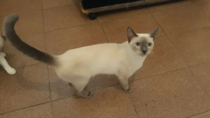 Gato ra a Siamês idade 2 a 6 meses nome Lili