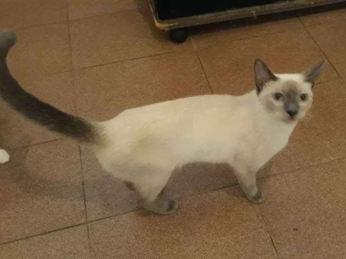 Gato ra a Siamês idade 2 a 6 meses nome Lili