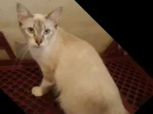 Gato raça Siamês idade 2 a 6 meses nome Peluda