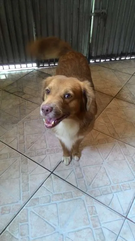 Cachorro ra a Viralata idade 5 anos nome Beethoven / Lassie 