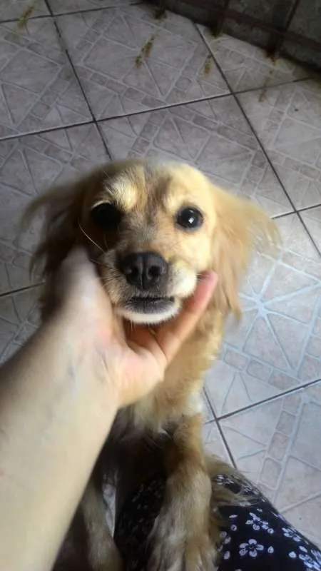 Cachorro ra a Viralata idade 5 anos nome Beethoven / Lassie 