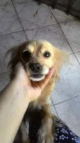 Beethoven / Lassie