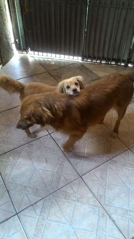 Cachorro ra a Viralata idade 5 anos nome Beethoven / Lassie 