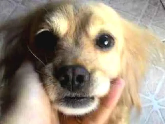 Cachorro ra a Viralata idade 5 anos nome Beethoven / Lassie 