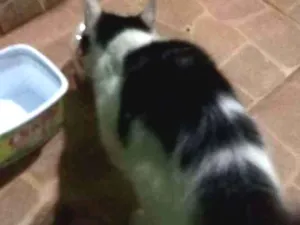 Gato raça Srd idade 2 a 6 meses nome Sem nome