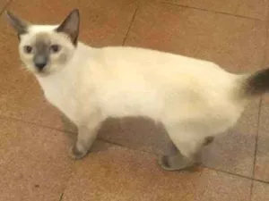 Gato raça Siamês idade 2 a 6 meses nome Lili
