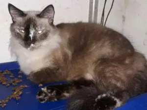 Gato raça Siamês idade 1 ano nome Kinha