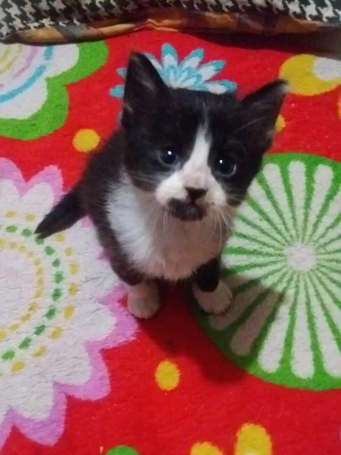 Gato ra a Sem raça idade 2 a 6 meses nome Sem nome
