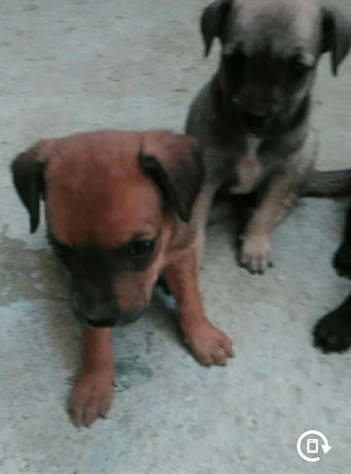 Cachorro ra a Viralata idade 2 a 6 meses nome Sem nome