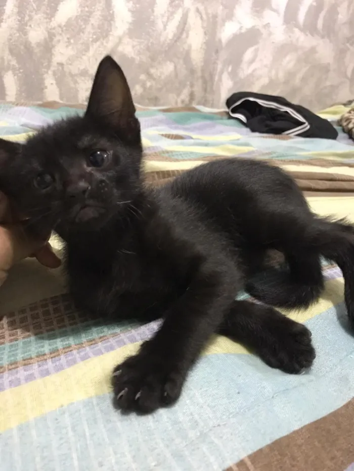 Gato ra a Misturada idade 2 a 6 meses nome Frajolinha/pantera