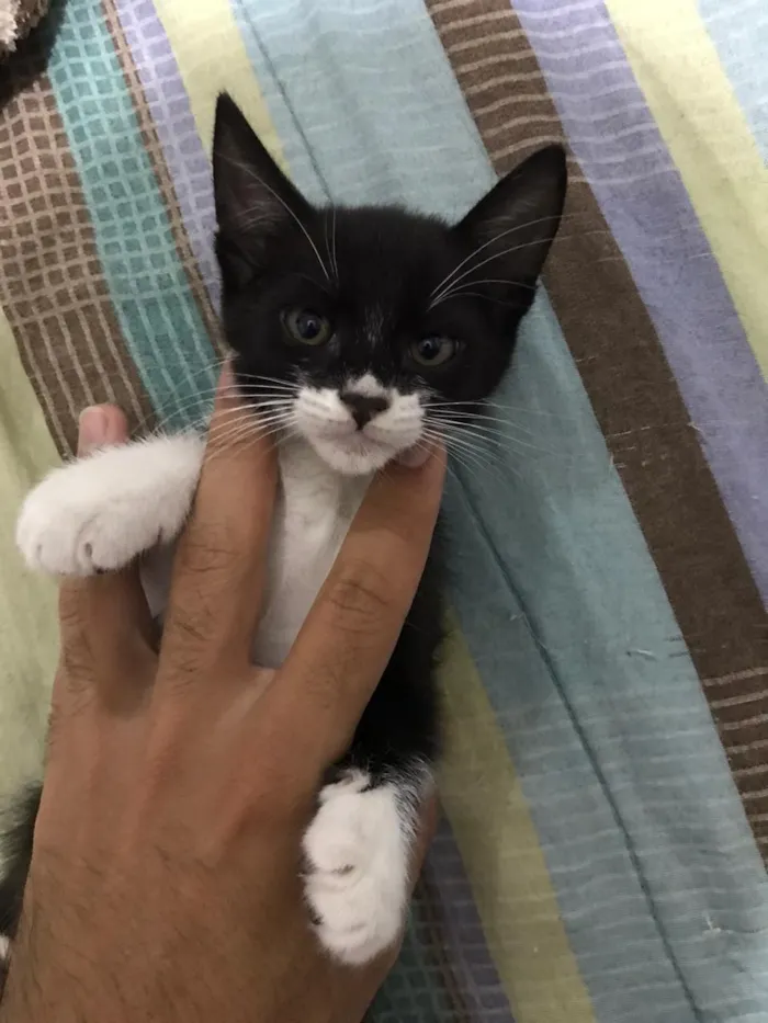 Gato ra a Misturada idade 2 a 6 meses nome Frajolinha/pantera