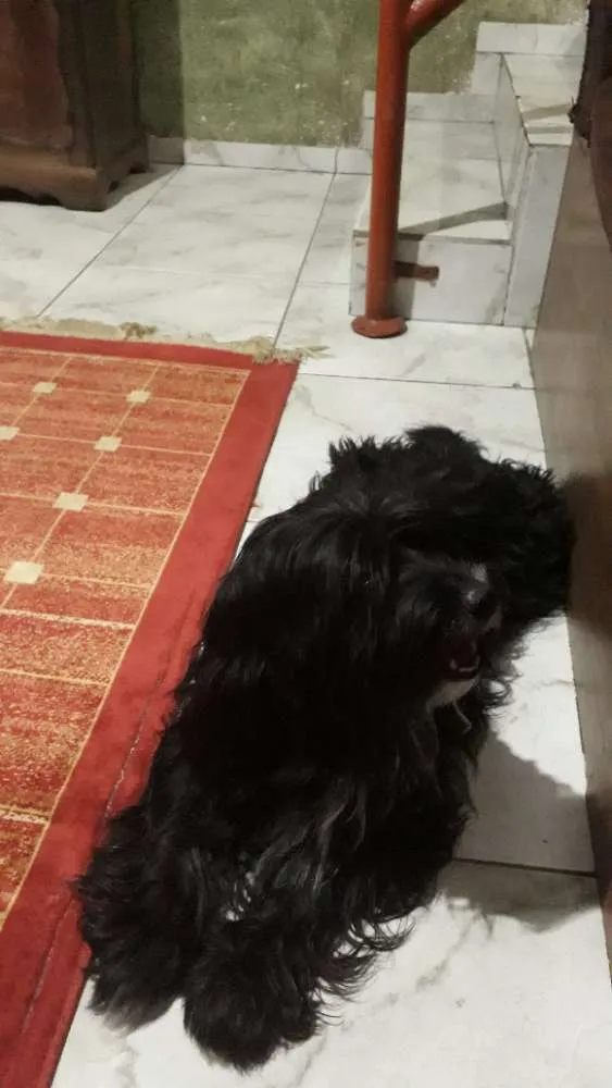 Cachorro ra a Vira lata idade 2 anos nome Nino