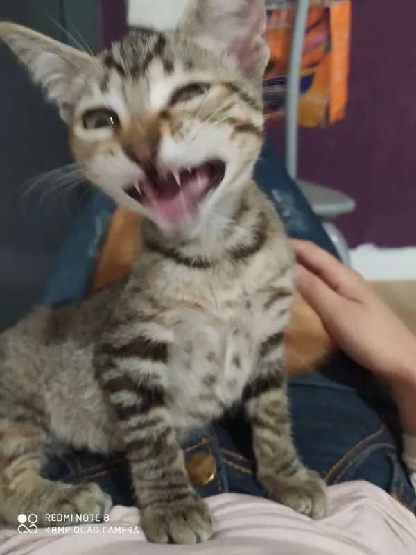 Gato ra a Srd idade 2 a 6 meses nome Gatinhas
